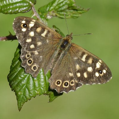 speckled wood by the path