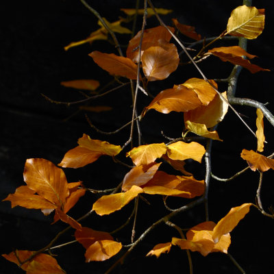 turning beech leaf season