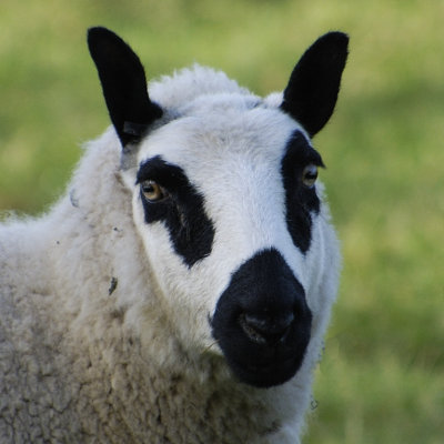 eats grass and lambs? Try punctuating that