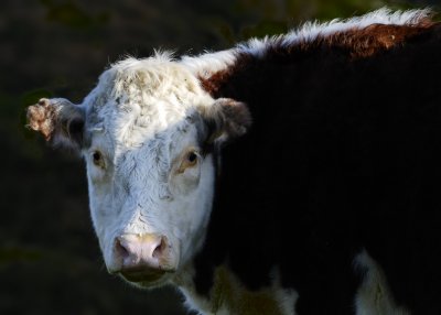 Hereford bullock - love the sun just highlighting the top of his back