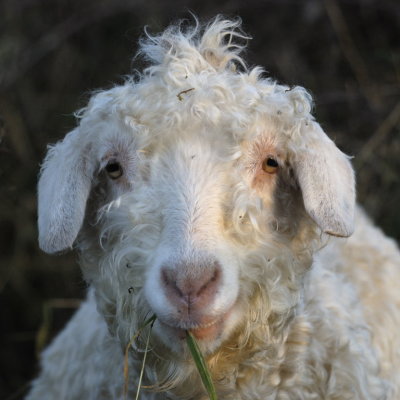 'nuther Angora Goat; her hair almost as much of a mess as mine!