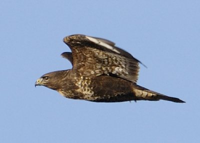 fly past:  Buzzard - Buteo Buteo a bit lower and nearer than usual
