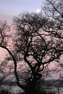 moonset with oak