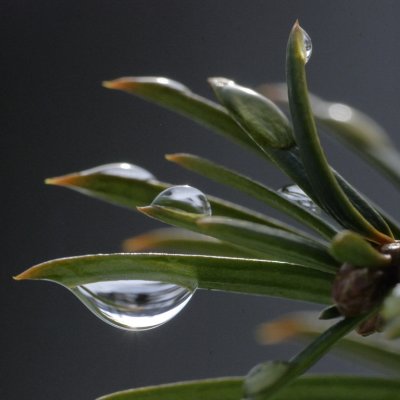 snow melt on yew needles