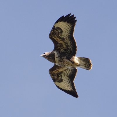 Buzzard - Buteo buteo - difficult to get any sharper with only 400mm lens
