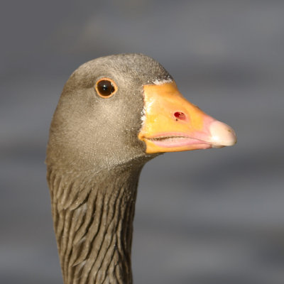 Goose - 1 of several thousand gawkers and squakers at Slimbridge WWT
