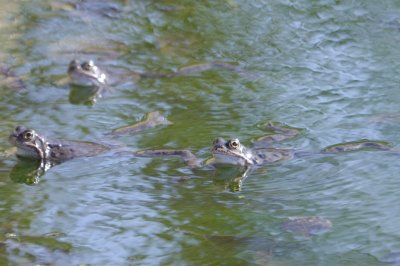 ..while in the pond