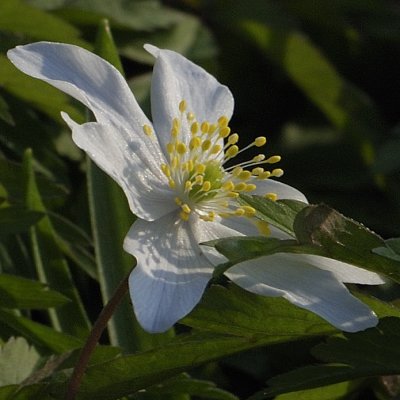 wood anenome