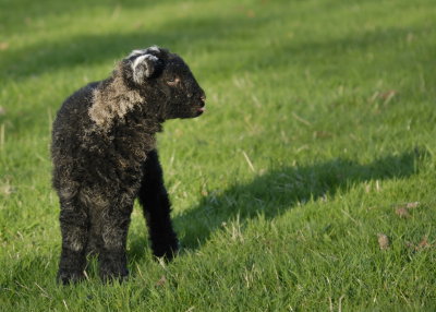 another Herdwick youngsterpg