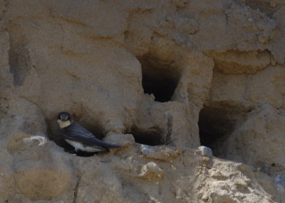 Sandmartin's nests in the cliff