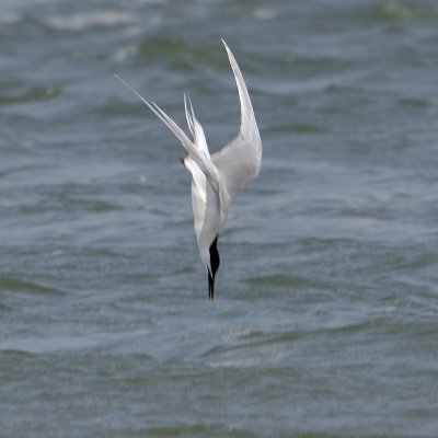 Fishing Tern style - Action!! (Sandwich Tern 2009)