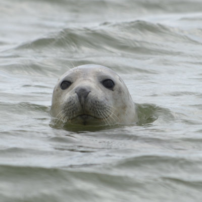 Seal off Blakeney point
