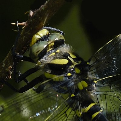 Golden-ringed Dragonfly - Cordulegaster boltonii - head detail