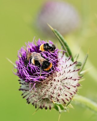 bee on woolly thistle season