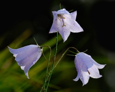 'Three little maids' - harebell - Campanula Rotundifolia