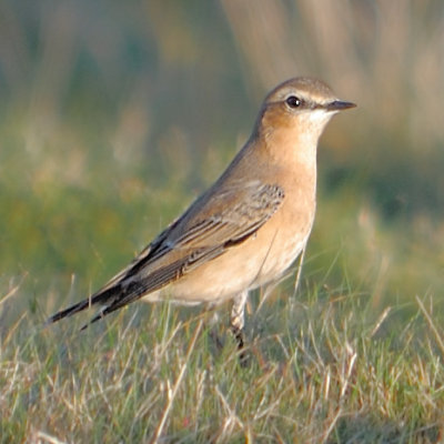 Wheatear - Oenanthe Oenanthe - spotted a pair on Malverns for the 1st time