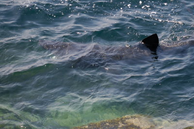 Basking shark - cetorhinidae - near Gwennap Head Cornwall