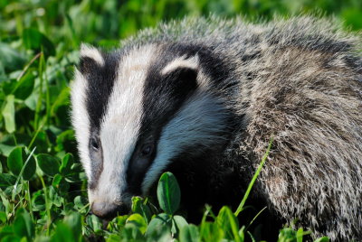 badger in broad daylight