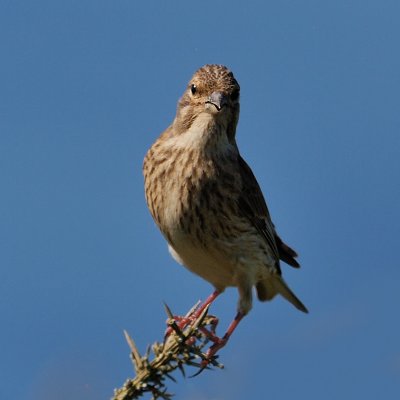 Mrs Linnet - Carduelis Cannabina