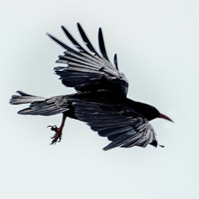 ....and go flyabout