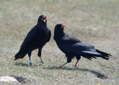 Cornish Choughs - Pyrrhocorax Pyrrhocorax