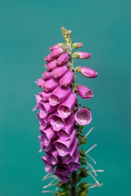 Red foxglove (at Fishing Cove)