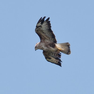 young Buzzard hovering above Navax point