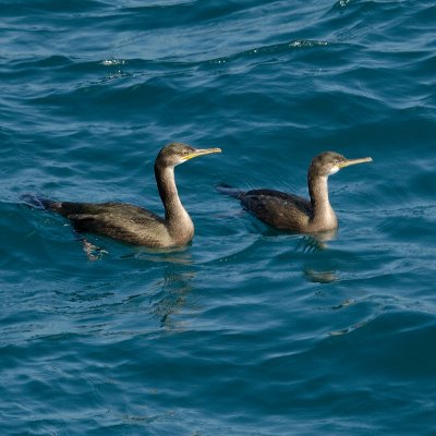 Cormorants (or Shags?) off Navax point