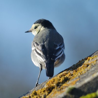 Pied Wagtail 'Motacilla alba yarrellii' an unusual visitor on our roof