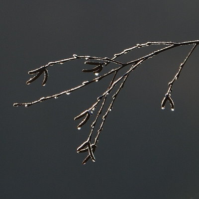 silvered birch