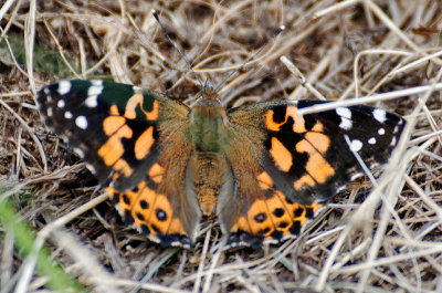 Painted Lady