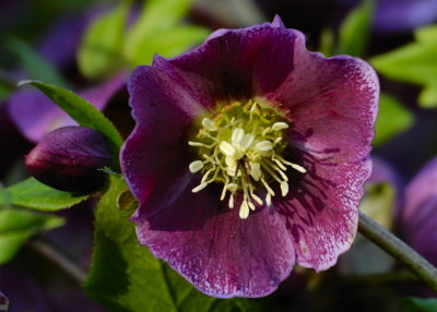 magenta Hellebore