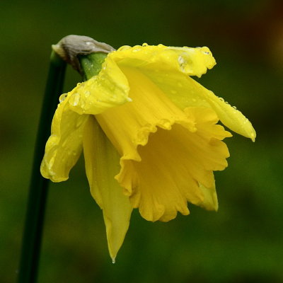 Daffodil - cultivated forms revert to this