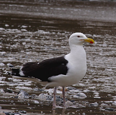 Black backed gull , showing how its colours can blend in to a background ( Larus Marinus )