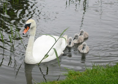 swan and cygnets, Thorpeness pond - an old favourite