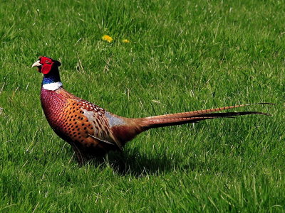 Pheasant male, showing off