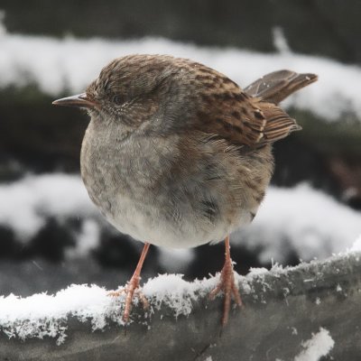 Dunnock tidying our kitchen scraps just outside the window