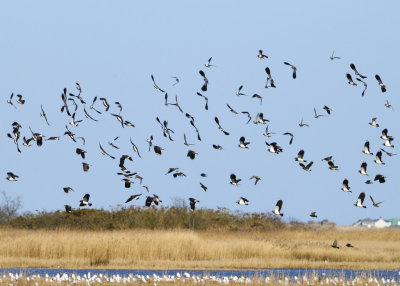 more lapwings as this shot has more flight attitudes and the white gull pack below