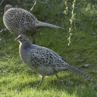 a couple of females prowling the garden
