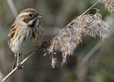 Reed bunting, female