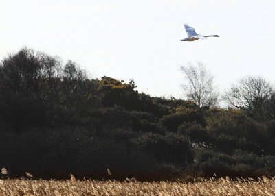 Dunwich marsh - a swan takes to the wing