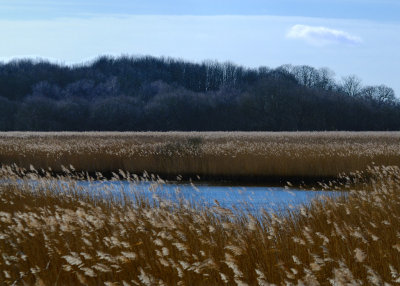 a lake within the marsh - the footpath on a causeway gradually reveals the various aspects