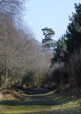 walk through Dunwich forest