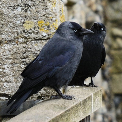 jackdaws closer showing feather sheen