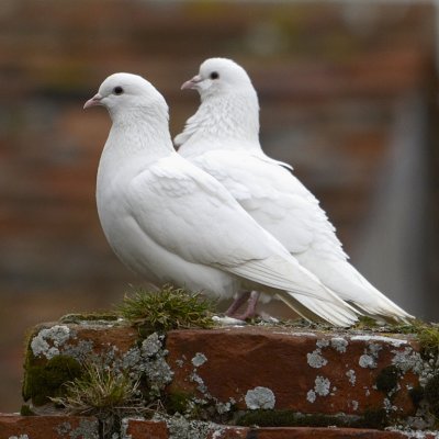 Doves at Framlingham castle, not all black