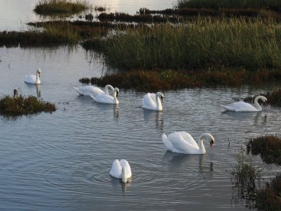 young swans on Martlesham creek