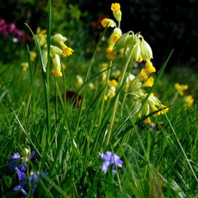cowslips on our 'lawn'