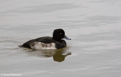 kuifeend / tufted duck