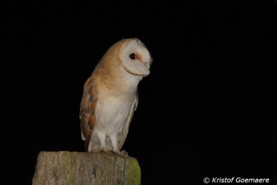 kerkuil / barn owl