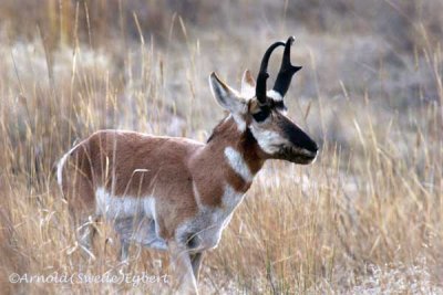 _MG_0876 buck antelope.jpg